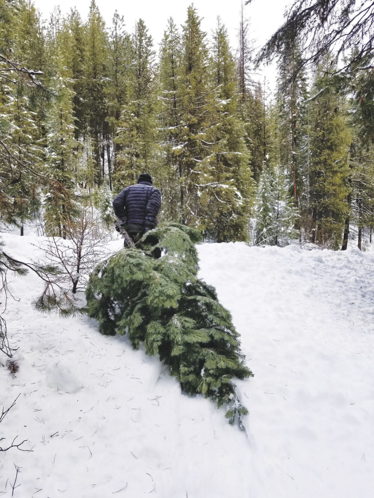 National forests Christmas tree permits now available