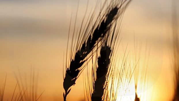 EmmaLee Demianew won the 2024 Oregon Wheat Photo Contest.